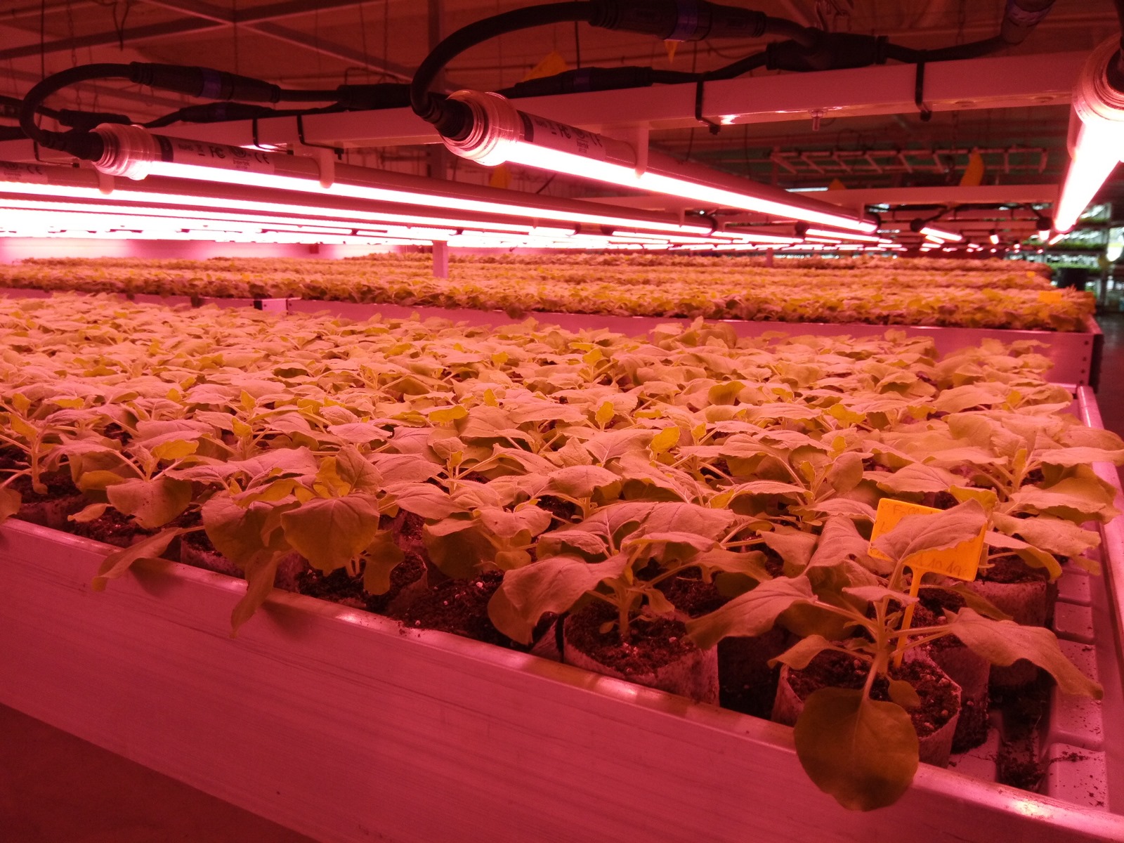 Cultivo bajo luz de crecimiento