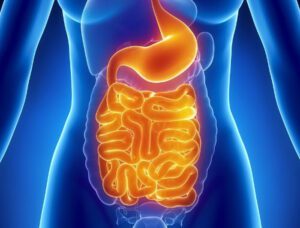 ¿Puede influir la microbiota intestinal en la eficacia de la inmunoterapia?